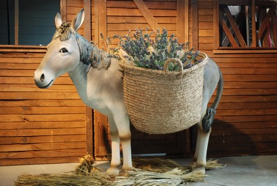 Mule, donkey,