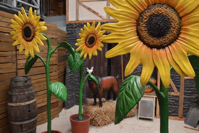 Sunflower, XL