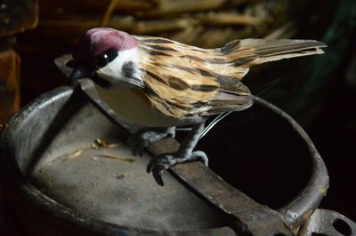 sale  Bird  Sparrow
