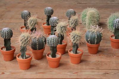 15 small Cactai for Table-center pieces
