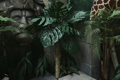 Monstera, Swiss Cheese Plant on stem